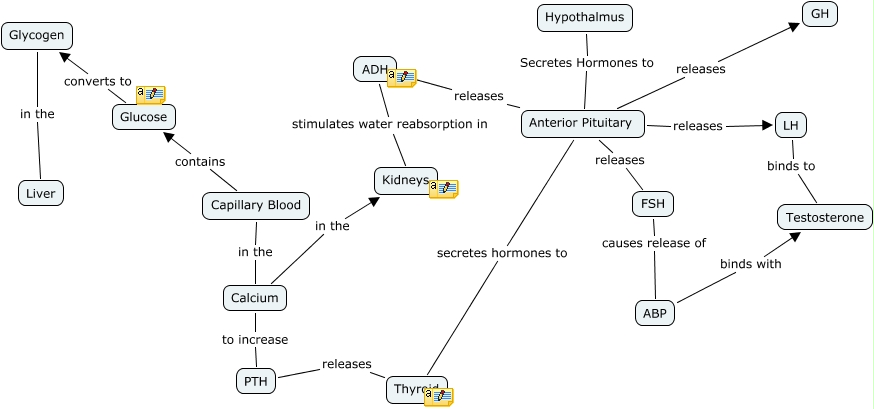 Endocrine System (Group 7)